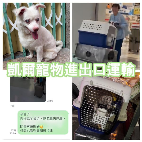 2025/08/27『越南』混種老爺爺狗越南飛台灣~~~~